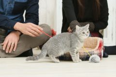 猫の習性を理解した子猫のしつけ