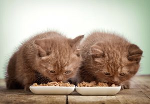 子猫の食事の教え方