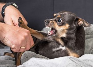 人見知りをする犬の行動