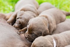 子犬の食事を変えるタイミングと与え方