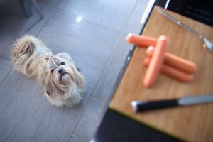 犬の舌が肥えてしまったら