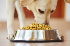 犬を飼う人のための食事のキホン