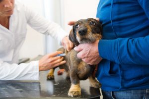 ドッグランに行く前に