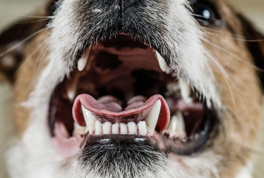 犬の口臭の原因と対策