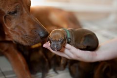 母犬の妊娠中の食事