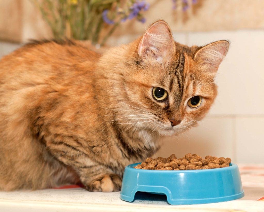 猫の食事におすすめのトッピング