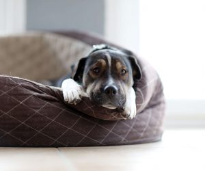 犬の居場所