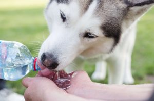 フードや水の備蓄