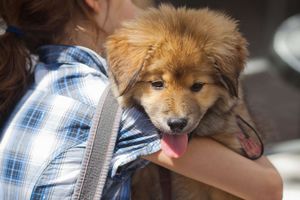 犬の鑑札のメリット