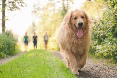 犬の放し飼いやノーリード散歩