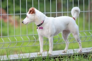 私有地でも放し飼いには注意