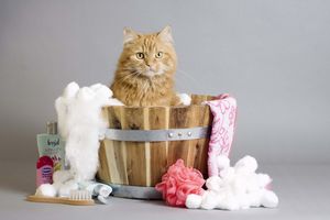 長毛種の猫を飼う際に気をつけること