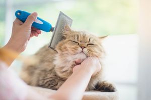 長毛種の猫のお手入れを楽にする