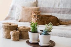 猫に危険をおよぼす植物の種類