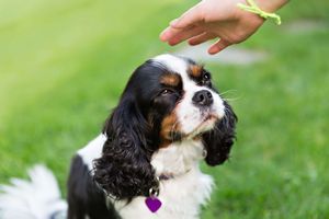 犬への正しい接し方