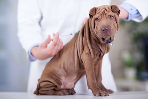 犬に住所登録が必要