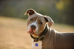 犬と引っ越しをする