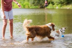 アウトドアを愛犬と楽しむポイント