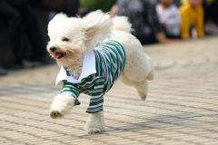 犬に洋服を着せる