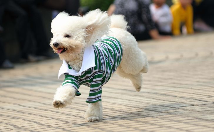 犬に洋服を着せる