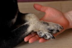 愛犬の安全な爪切り方法