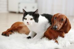 犬と猫を一緒に飼う