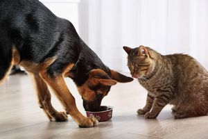 犬と猫の同居で気を付ける