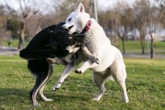 犬の喧嘩の上手な止め方