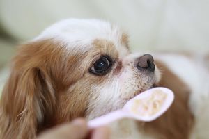 寝たきり犬に食事をさせる