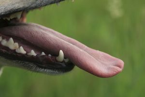 犬の舌と味覚