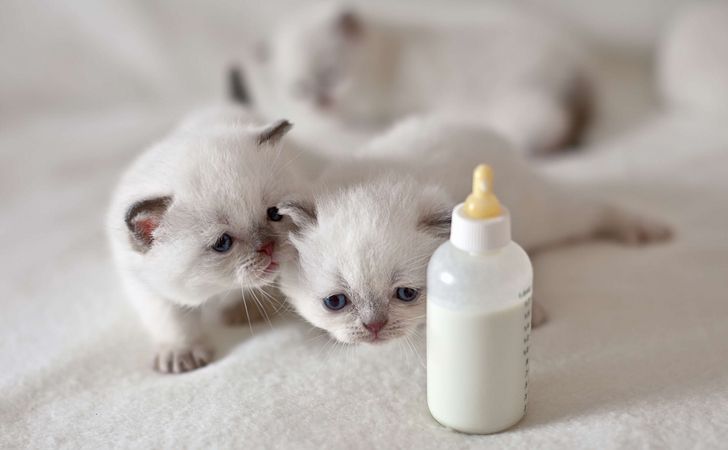 子猫へのミルクの与え方とポイント