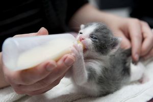 子猫に授乳するタイミング