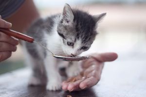 子猫が離乳するタイミング