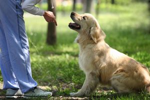 大型犬と暮らすうえでの注意点