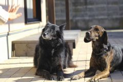 犬の知能や学習能力の違い