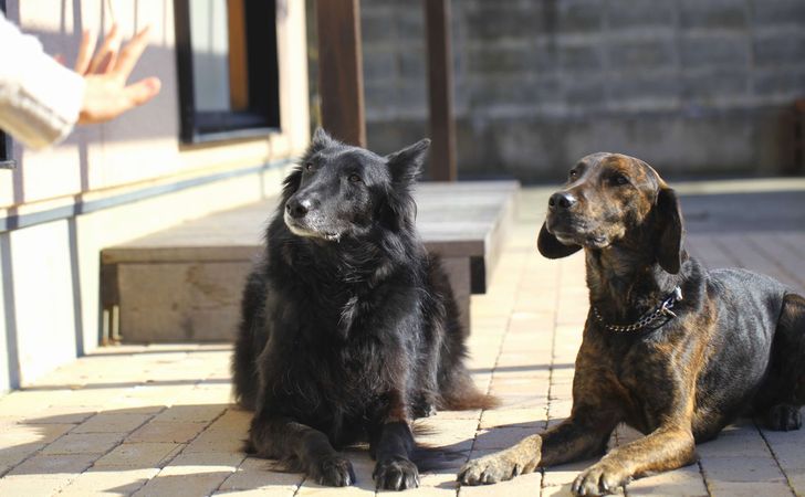 犬の知能や学習能力の違い