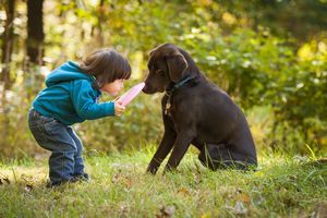 犬の知能