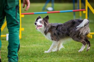 犬種によって大きな違い