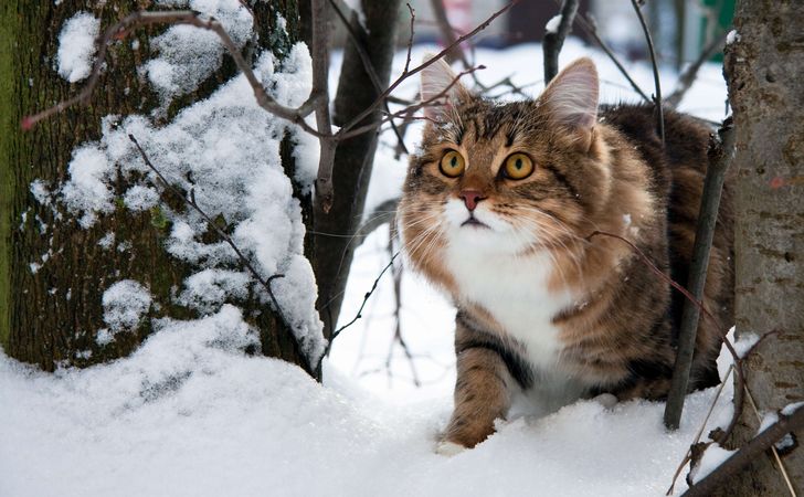 冬の寒さに猫はどう備える