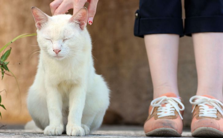 野良猫、野良犬を保護する