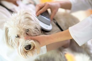 野良猫・犬かどうか確認