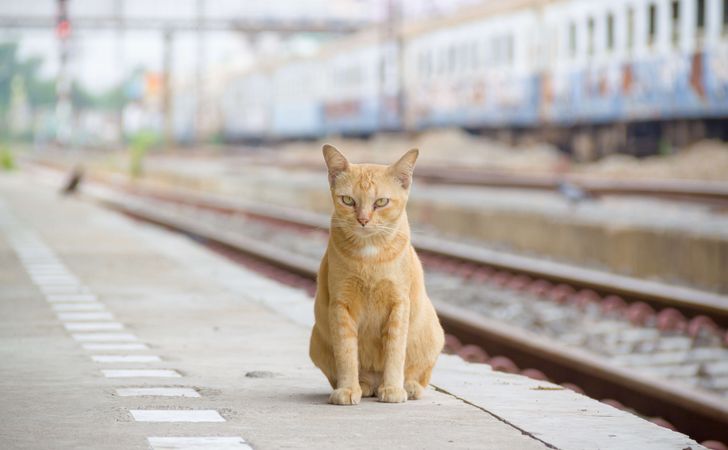 猫と電車でお出かけする
