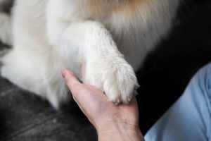 気を付けたい犬の症状