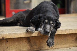 老犬の散歩は急な段差・坂道・階段を避けよう