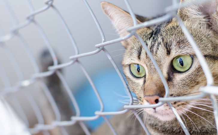 ペットホテルに猫を預けるときの持ち物