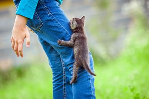 猫の分離不安