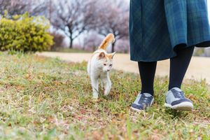 どこまでもついてくる