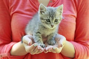 捨て猫の里親を募集する方法