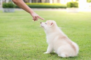 しつけ成功のカギは犬の長期記憶にあった