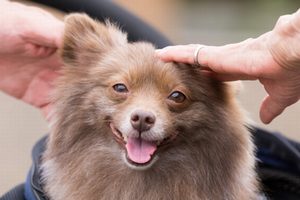 犬を幸せな長期記憶で満たしてあげよう